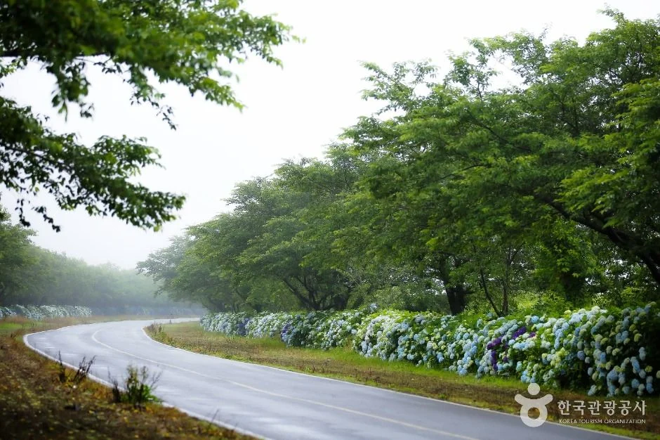서귀포 가시리마을 (녹산로 유채꽃도로)