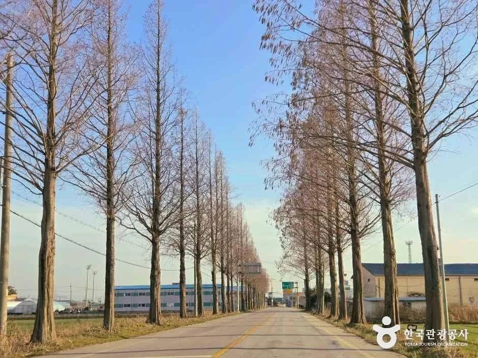 김제 메타세쿼이아길 공간 사진 1